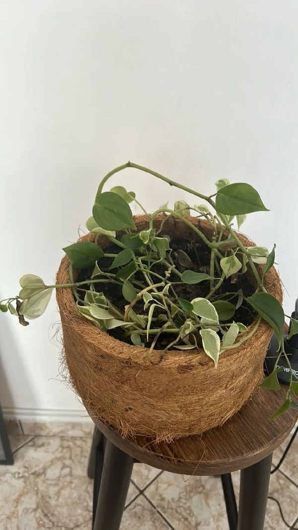 Identificação da planta Oriri por foto